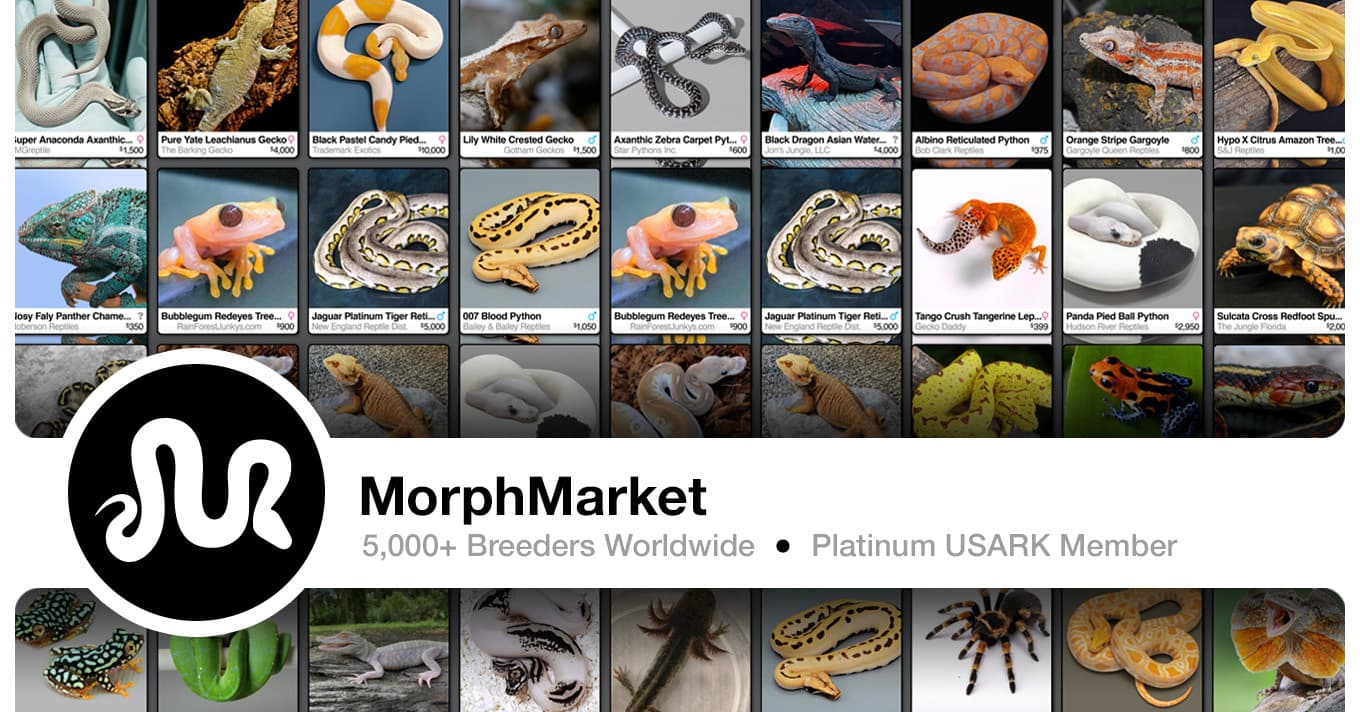 MorphMarket — preview